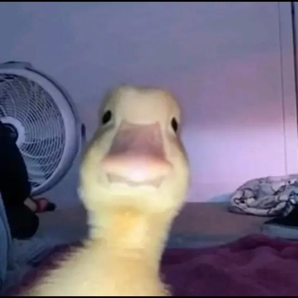 Meet your Posher, Oli